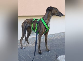 Duna, lieb und verträglich
