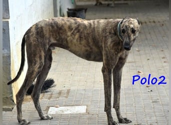 Polo2 geb. 05/2021 (ESP) - sehr lieber, freundlicher und kontaktfreudiger Galgo!