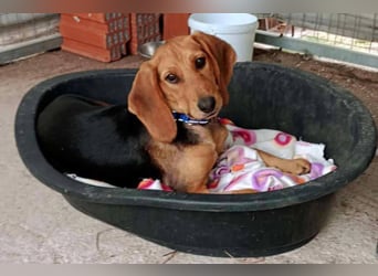 Ellie, eine wunderschöne und liebe Welpine sucht ihre Menschen