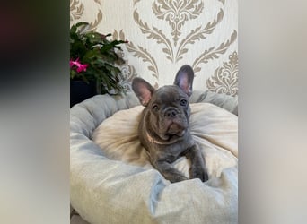 Französische Bulldoggen Welpen