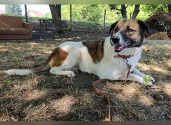 Dolly ein einsamer Schatz
