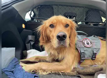 Milo Dark Golden Retriever Rüde katzenverträglich sucht erfahrenes Zuhause