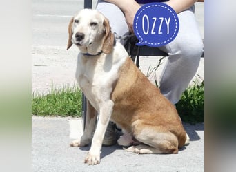 Ozzy der aller bravste