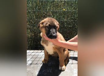 Schäferhund Mix Biba