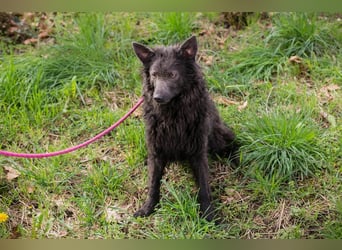 Priska: Für Menschen mit Herz und Hundeverstand