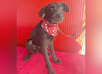 ❤️ kleiner Schnauzer-Mix PEDRO - 8 Monate, 40cm/10kg