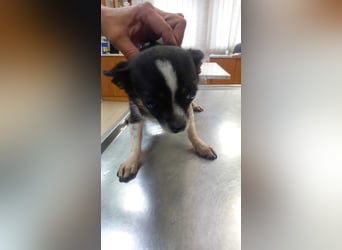 Cuki 3 PP – Zarte Chihuahua-Dame sucht Geborgenheit