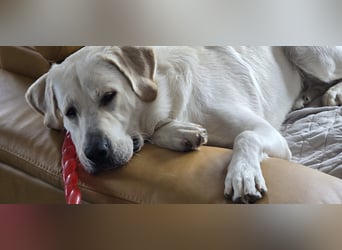 Der hübsche Marlon sucht ein neues Zuhause