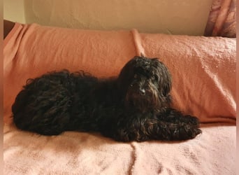 Pflegestelle 97502 Obbach: Lagotto-Mix Cherry