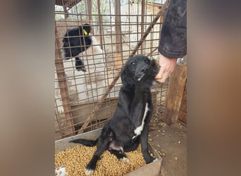 ♥KABO♥ wunderschöner, verschmuster toller Junior mit welligem Fell 41 cm (etwas wachsend)