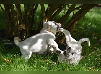 Shar-Pei x Labrador Mix Welpen stellen sich vor......