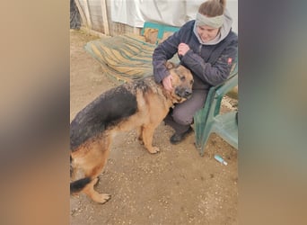 Goran dt. Schäferhund Rüde ca. 4,5 Jahre alt z.Zt. in Ungarn