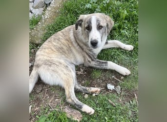 Xabi, geb. ca. 07/2023, lebt in GRIECHENLAND, auf einem Gelände, Hunde werden notdürftig versorgt