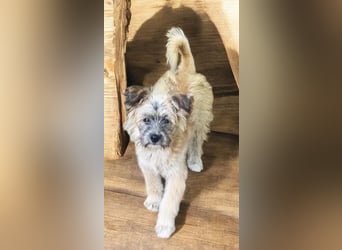 LEO sucht sein Für-Immer-Zuhause 