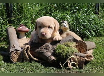 Labrador Welpen mit Ahnenpass