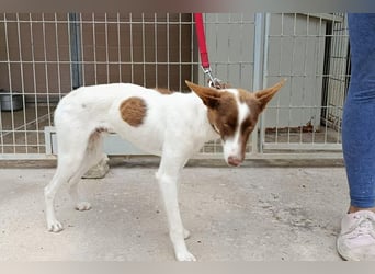 Xisco(PA)  Wunderschöner und sanftmütiger junger Bube