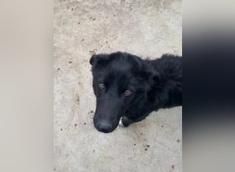 liebe Border Collie- kroatischer Schäferhund Mischling Lisa sucht ...