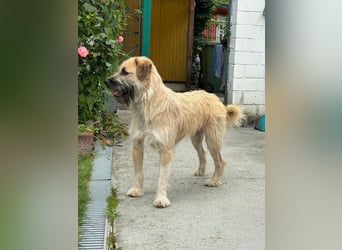 ♥STRUPPI♥ neu auf Pflegestelle bei Köln - sehr hübscher, ganz lieber Junghund 49 cm