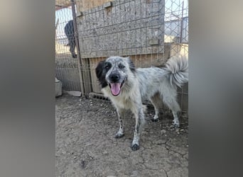 Rolfi - möchte endlich raus aus dem Shelter