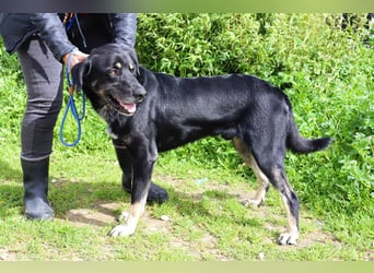 Tiago  - Schäferhund-Mix, lieb und verträglich