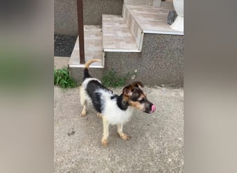 Zümi, geboren 10.12.2024, 29cm sucht seine Menschen