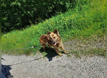 8 gesunde putzmuntere Harzer Fuchs Welpen abzugeben