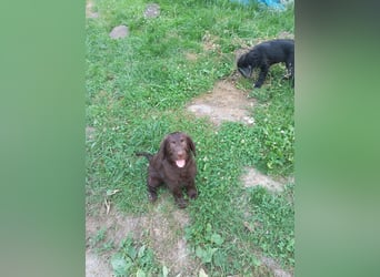 Labradoodle Welpen