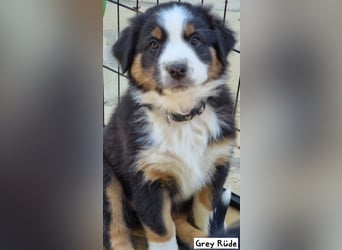 Australian Shepherd Welpen bald abgabebereit!