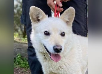 Snowy, Spitz-Mischling
