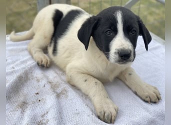 Fedra, geb. ca. 01/2024, lebt in GRIECHENLAND, im städt. Tierheim Serres