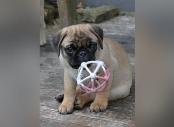Mops 2.0 Welpen, Rüde, 13 Wochen, Ahnentafel CfdM / VDH / FCI