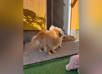 Mogyoro SR- kleiner Pomeranian mit großem Nachholbedarf sucht geduldige Menschen