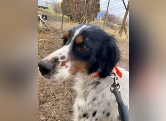 Milo - freundlicher Setter sucht sein Für-immer-Zuhause