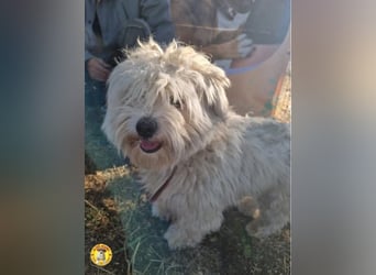 Pufi sucht sein Zuhause