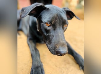 Charlie5 10/2021 (ESP) - verspielter und neugieriger Labrador-Podenco-Mix mit viel Lebensfreude!