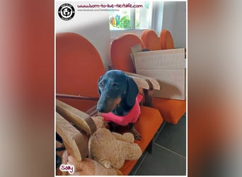 Mega liebe Sally sucht ein Zuhause