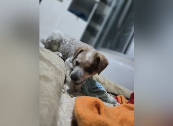 Jake, Rüde, aktuell 5 Monate, Größe noch nicht bekannt