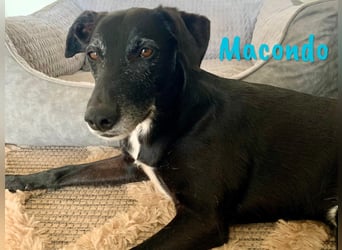 Macondo 04/2020 (in Deutschland) - treuer und liebevoller Labrador-Mix!