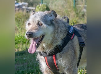 Lucky – mit Handicap