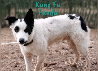 Kung Fu Panda 02/2023 (ESP) - verspielter & verträglicher, junger Border Collie Mix!