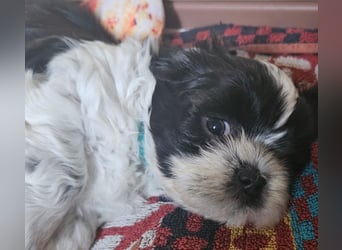 Reinrassige Shih Tzu  Welpen