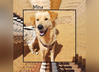 Katzenverträgliche + liebe  Golden Retriever Mix Junghündin MINA wartet inFriesenhagen auf DICH!