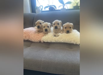 Labrador Welpen