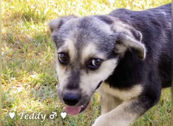 Teddy und seine Geschwister suchen ab September ein Zuhause