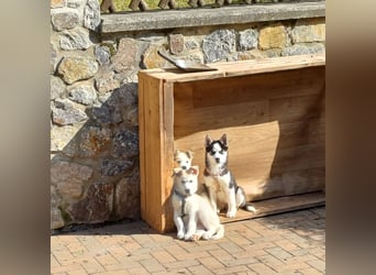 Akita/Husky Welpen