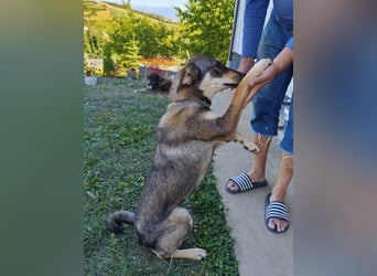 Unkompliziert liebenswerte Susi ist übrig geblieben