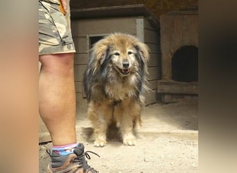 Pusa - ruhige, freundliche Seniorin - die Katzen kennt / z.Zt. noch in Rumänien