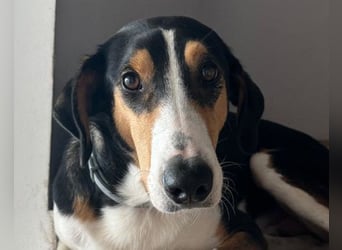 Bobi ❤️ wartet in 99718 Greussen