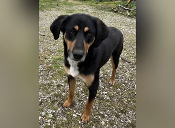 Orelle, geb. ca. 05/2024, lebt in GRIECHENLAND, auf einem Gelände, auf dem die Hunde notdürftig vers