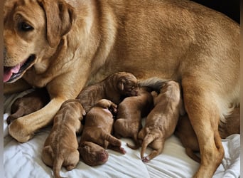 Labrador Welpen Foxred